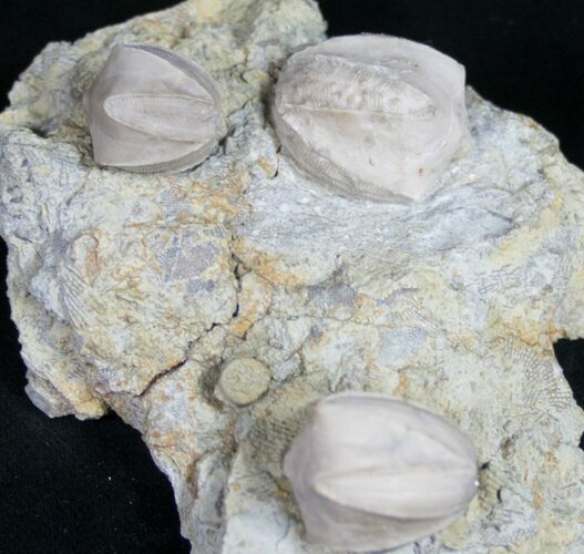 Multiple Blastoid (Pentremites) Plate - Illinois #10654